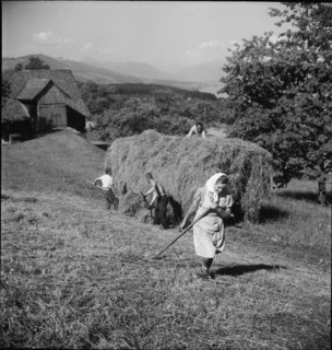 Young woman haymaking; 1943