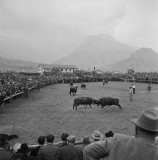 Cow fights in Valais, 1957