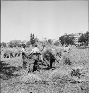 Rapeseed field Sechseläutenwiese; Harvest, 1944