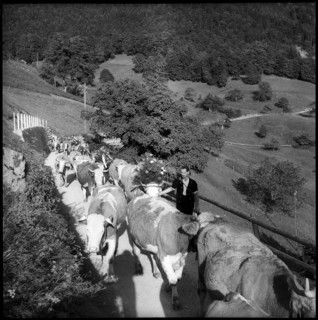 Alpine descent in the Justistal, 1958