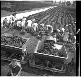 Peat mining during World War II, Ins Anet 1942