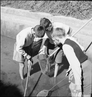 Boys catching fish with a net, Aarau 1944