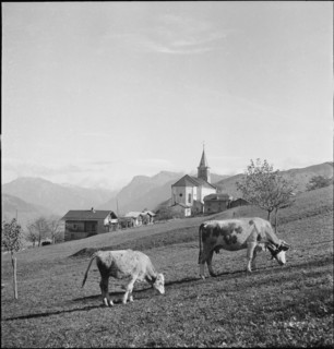 Cows in the pasture, Eischoll, 1945