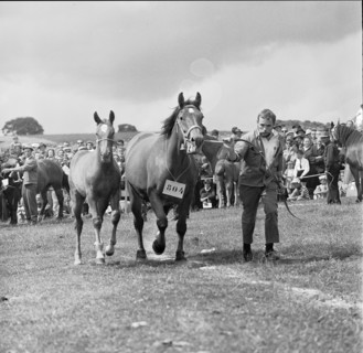 61st Marché Concours Saignelégier, 1964