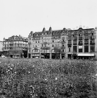 Field, blooming opium poppies on the Sechseläutenwiese; 1941
