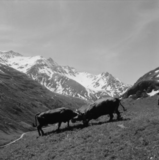 Cow fight on the Alp, 1955