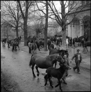 Horse blessing in Turtmann, 1956