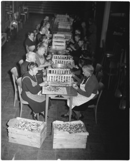 Women preparing fruit for drying, 1946