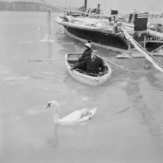 Swan-rescue.