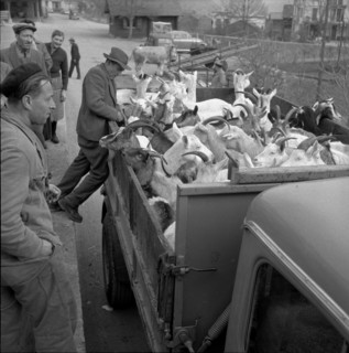 Goats infected by the malta fever in the Ferret valley, 1958.