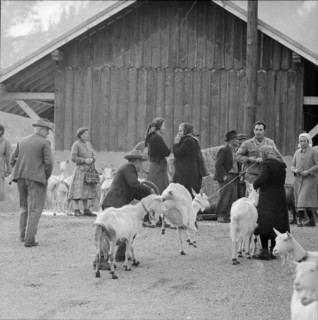 Goats infected by the malta fever in the Ferret valley, 1958.