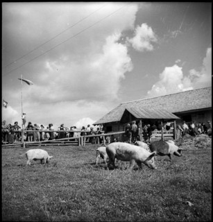 Pigs on the mountain pasture, Switzerland, 1940.