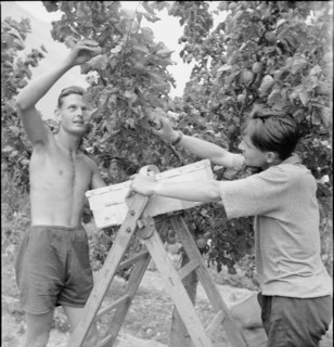 WW2: farming camp; picking apricots 1943.
