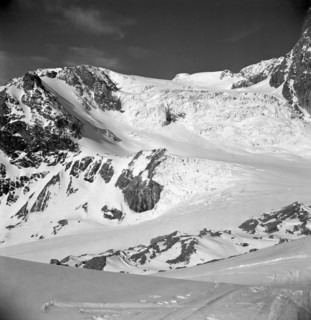 Tête blanche, 1949.