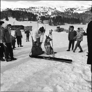 Lenzerheide, preparation for search for avalanche victims; 1961.