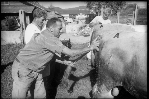 Farmers with animals at breeding bull market in Berne 1966.