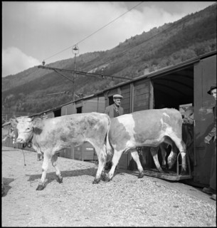 Trainload of cattle, Vallorbe 1952.