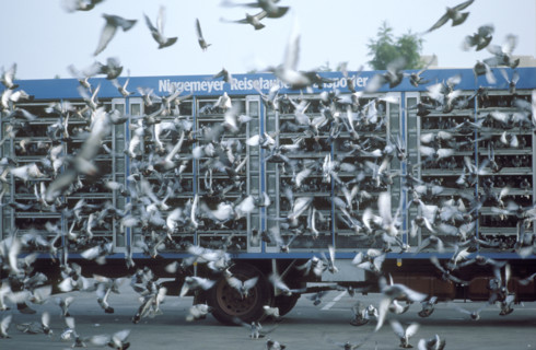 Take off of carrier pigeons from a van, 1984.