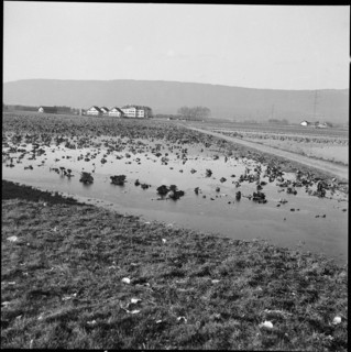 Flood near Ins and Witzwil, 1950.