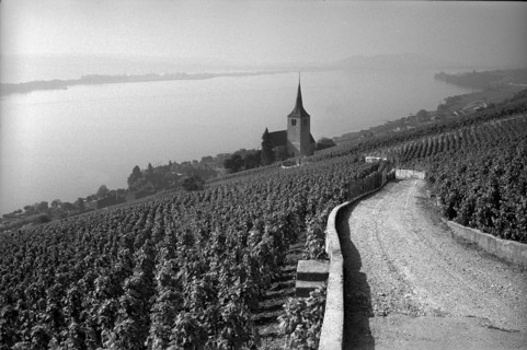 Vineyard of Ligerz with church and St. Peter island, 1967.