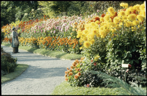Dahlia Show 1979.