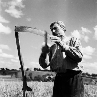 Grain harvest, Rheintal 1941.