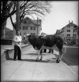 Bull in Valais village, 1954.