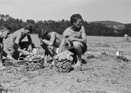 WW 2: potato harvest, Flaach 1942.