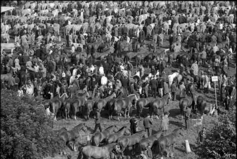 Cows at the horse market of Chaindon-Reconvilier, 1969.