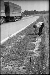 Test gardening along the motorway, 1972.