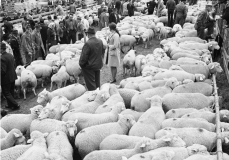 Separation of the sheep in autumn in Riffenmatt, 1970.