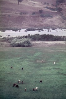 Nature, Italy, region of Puglia 1975 Valle del Celone (Celone Valley).