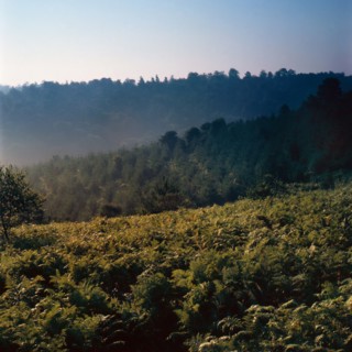 Nature, Italy, region of Puglia 1975 Foresta Umbra.