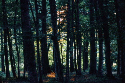 Nature, Italy, region of Puglia 1975 Foresta Umbra.