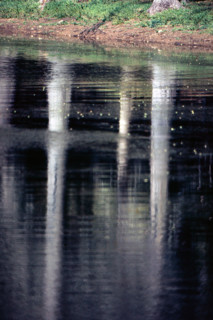 Nature, Italy, region of Puglia 1975 Foresta Umbra.