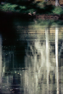 Nature, Italy, region of Puglia 1975 Foresta Umbra.