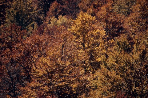 Nature, Italy, region of Calabria 1975 Comprensorio del Pollino - Monte Pollino (Pollino