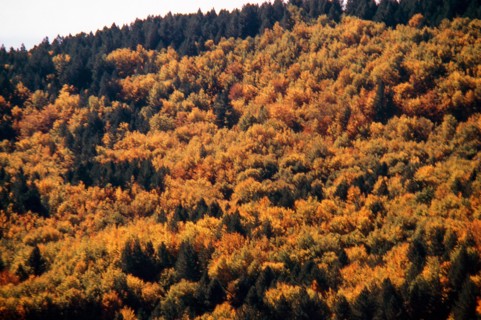 Nature, Italy, region of Calabria 1975 Sila Piccola (Little Sila).