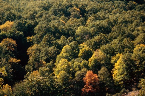 Nature, Italy, region of Calabria 1975 Sila Piccola (Little Sila).