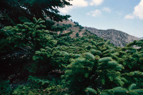 Nature, Italy, region of Sicilia 1975 Abies nebrodensis (Nebrodi Fir).