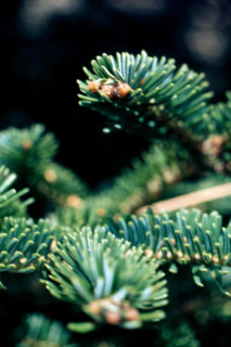 Nature, Italy, region of Sicilia 1975 Abies nebrodensis (Nebrodi Fir).
