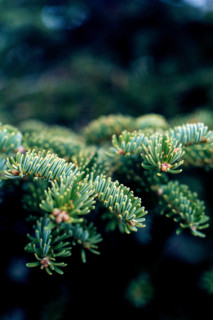 Nature, Italy, region of Sicilia 1975 Abies nebrodensis (Nebrodi Fir).