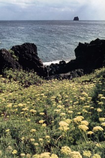 Nature, Italy, region of Sicilia 1975 Isole Eolie, Isola di Stromboli (Aeolian Islands, Stromboli