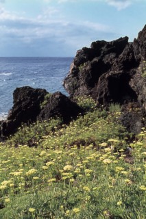 Nature, Italy, region of Sicilia 1975 Isole Eolie, Isola di Stromboli (Aeolian Islands, Stromboli