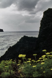 Nature, Italy, region of Sicilia 1975 Isole Eolie, Isola di Stromboli (Aeolian Islands, Stromboli