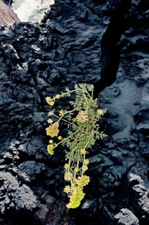 Nature, Italy, region of Sicilia 1975 Isole Eolie, Isola di Stromboli (Aeolian Islands, Stromboli