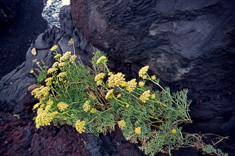 Nature, Italy, region of Sicilia 1975 Isole Eolie, Isola di Stromboli (Aeolian Islands, Stromboli