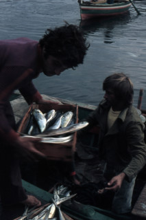 Nature, Italy, region of Sicilia 1975 Isole Egadi, Isola di Marettimo (Egadi Islands,  Marettimo