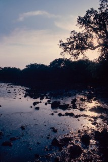 Nature, Italy, region of Sardegna 1975 Giara di Gesturi ""Sa Jara Manna"" (Giara Park).