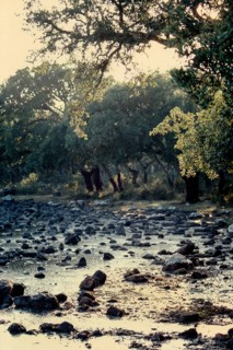 Nature, Italy, region of Sardegna 1975 Giara di Gesturi ""Sa Jara Manna"" (Giara Park).
